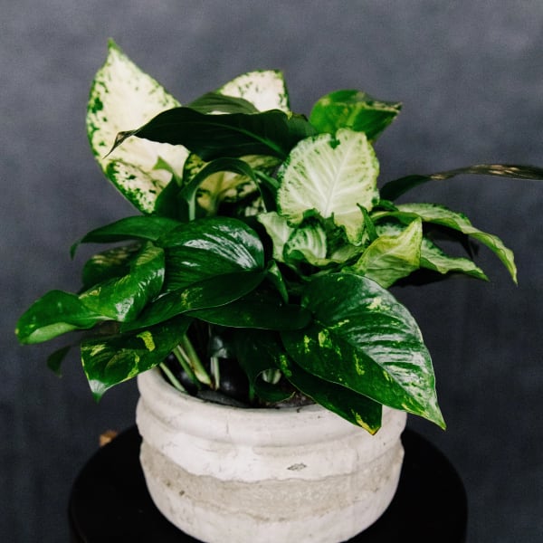 Potted variegated green houseplant in a white ceramic pot