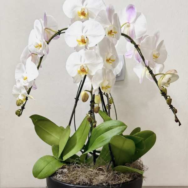Arrangement with Phalaenopsis orchids