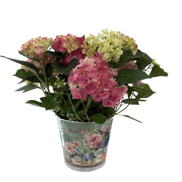 Happy Hydrangea