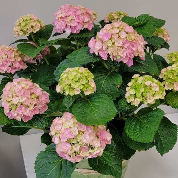 Pink Hydrangea Blooming Plant