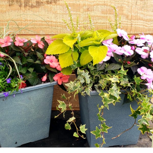 Two potted flowering plants in gray containers with pink and purple blooms