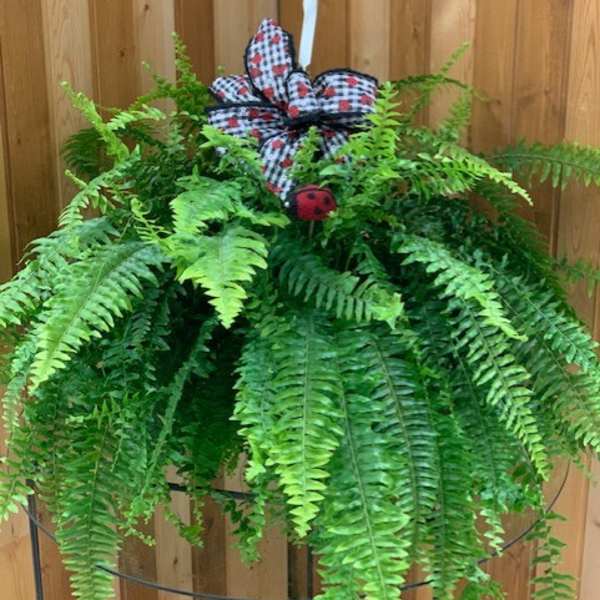 Hanging fern plant with a plaid bow and ladybug decoration