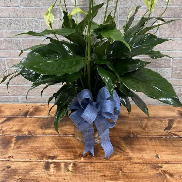 6" Peace Lily