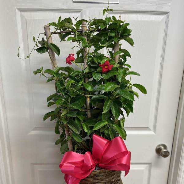 Potted climbing plant with pink flowers and a bright ribbon bow