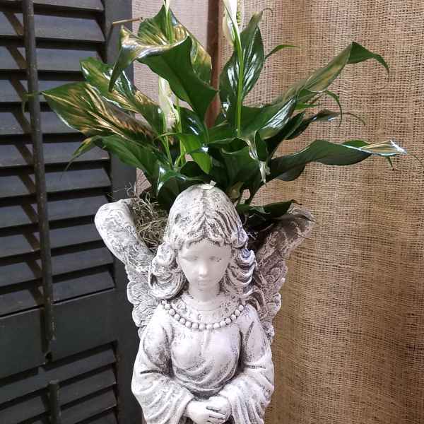 Angel statue planter with white peace lilies