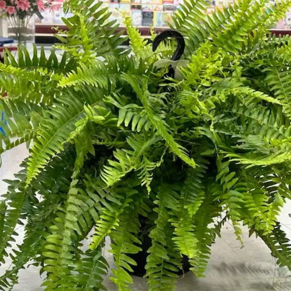A lush hanging fern plant with long trailing fronds in a black pot