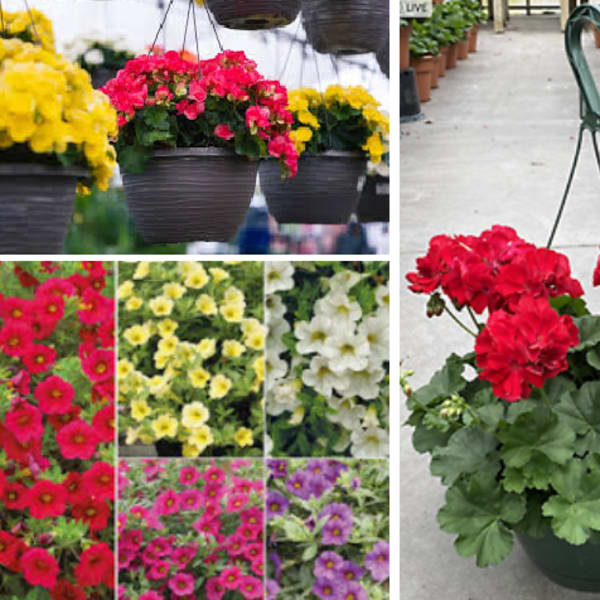 Hanging baskets of bright flowers and a potted red geranium plant