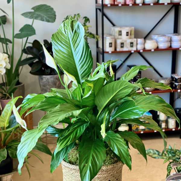 Potted peace lily in a woven basket planter