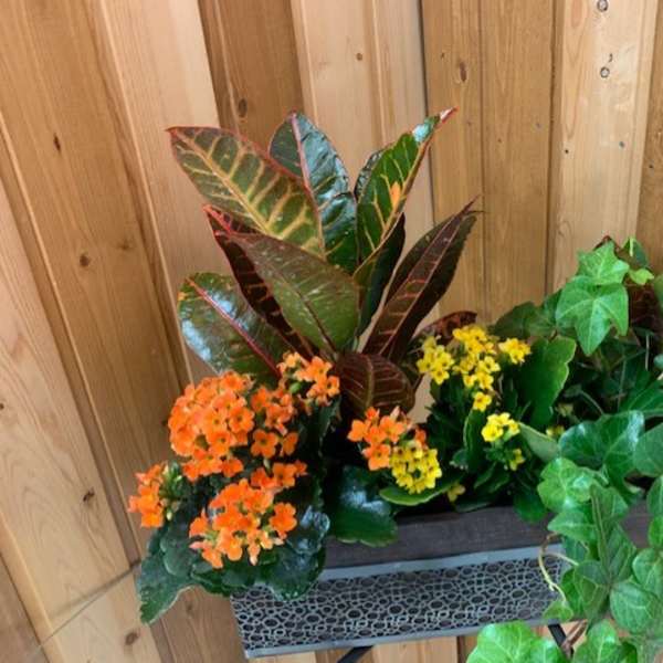 Mixed potted plants with orange and yellow flowers in a rectangular planter