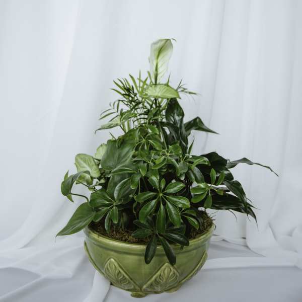 Ceramic Dish Garden 10in