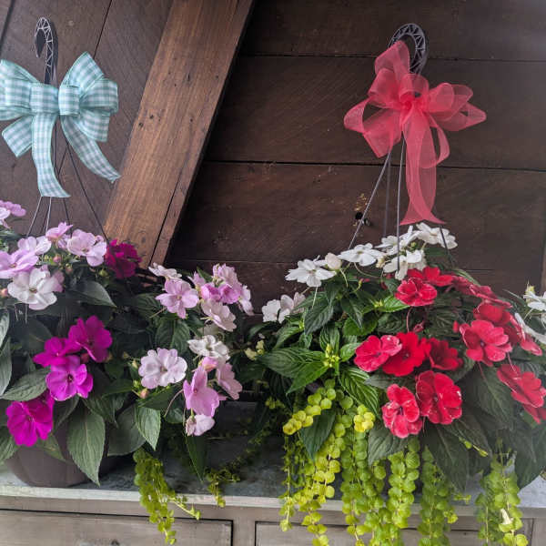 Sun Patiens Hanging Basket