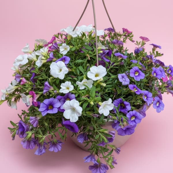 10” Hanging Basket