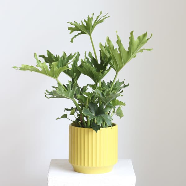 Philodendron ‘Lickety Split’