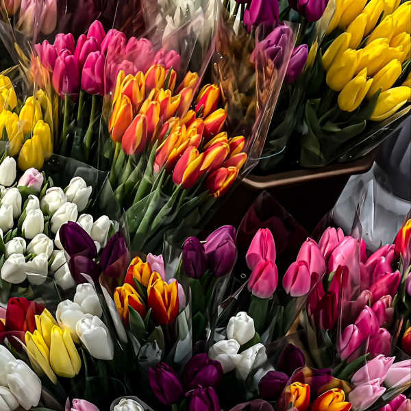 Bundles of colorful tulips wrapped in plastic
