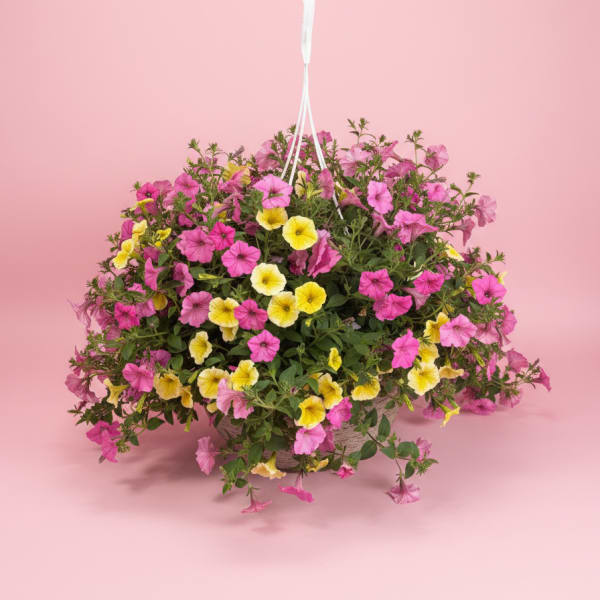 12” Hanging Basket