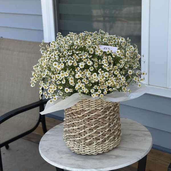 Basket of small white daisies with yellow centers on a table