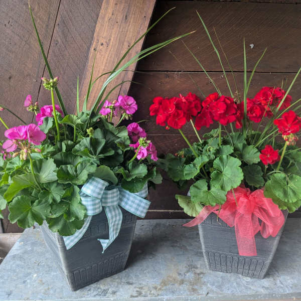 Two potted geranium arrangements with ribbon bows