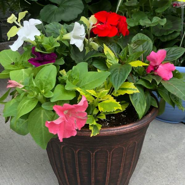 Potted flowering plant with pink, red, white, and purple blooms