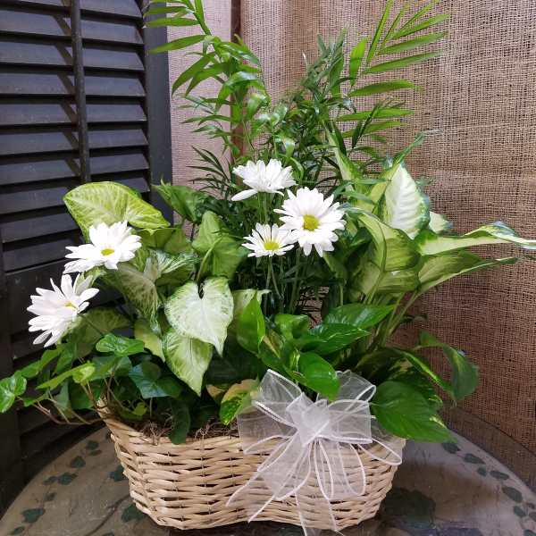 Basket arrangement of white daisies and green houseplants with a sheer bow