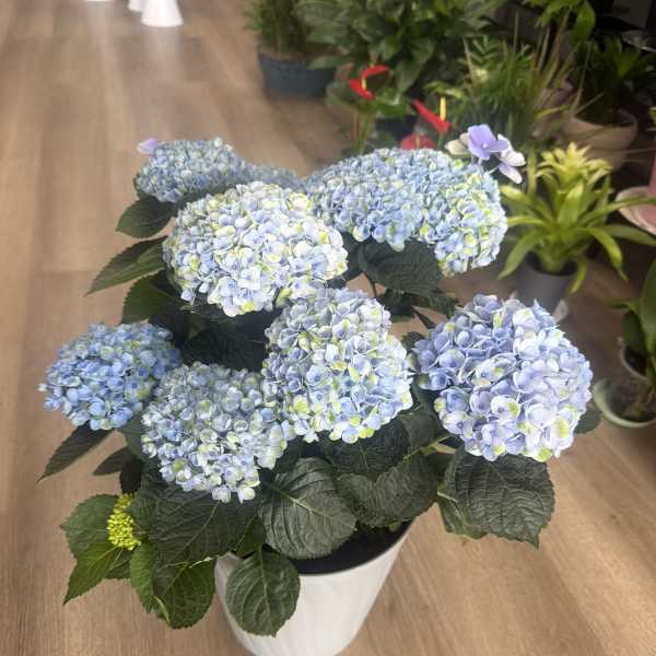 Blushing Hydrangea Garden