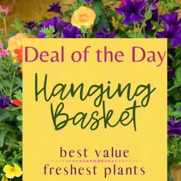 Yellow sign in a flower basket display with purple and yellow blooms.