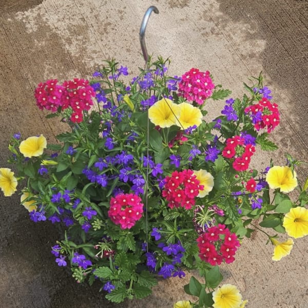 Flowering Hanging Baskets