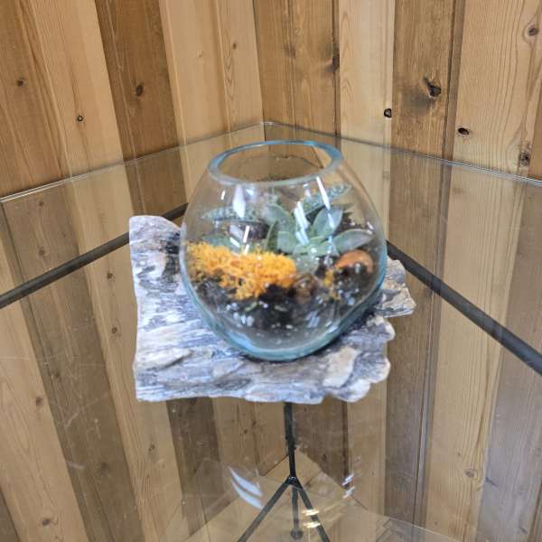 Small glass terrarium with succulents and orange moss on a wood base