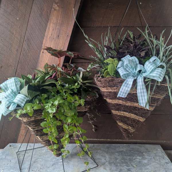 Two hanging baskets of mixed potted plants with blue plaid bows