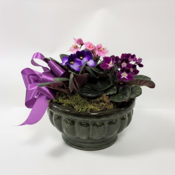Blooming Violets