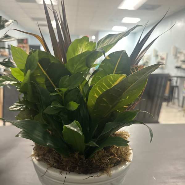 Potted green foliage plant in a white ceramic container