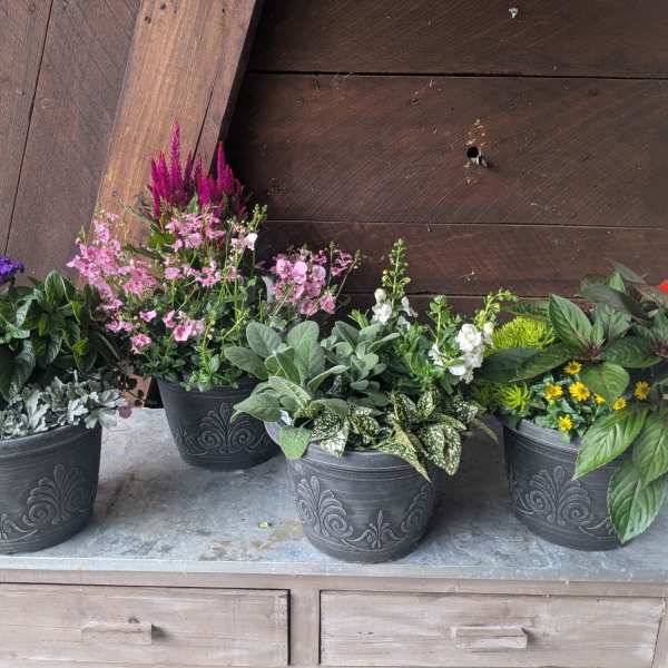 Mini Annual Planter Set – 9" Mixed Containers (Set of 2)