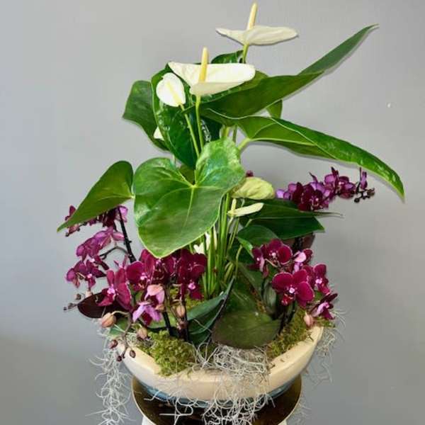 Tropical Garden