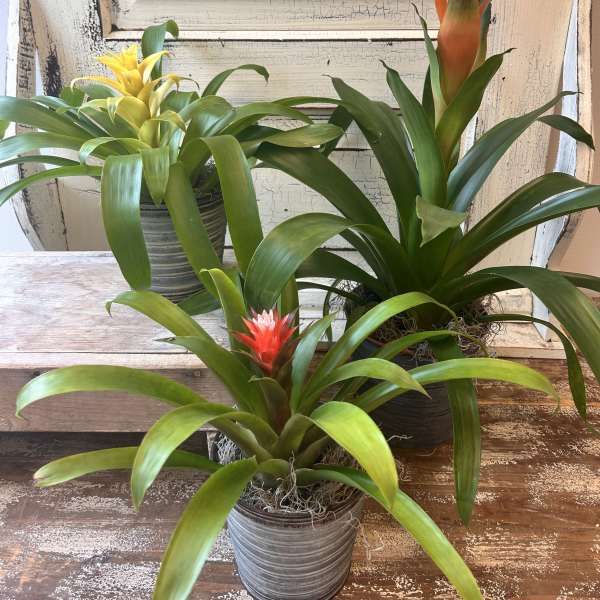 Three potted bromeliad plants with bright orange, yellow, and red blooms