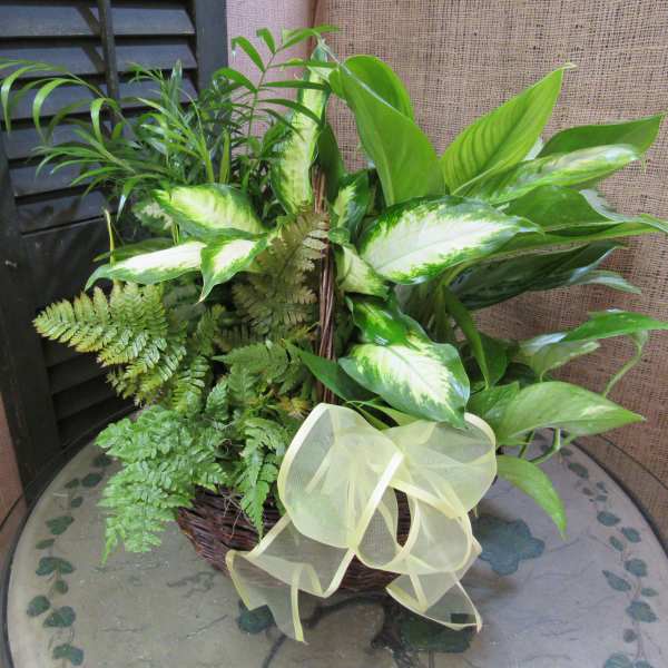Basket of assorted green houseplants with a pale ribbon bow