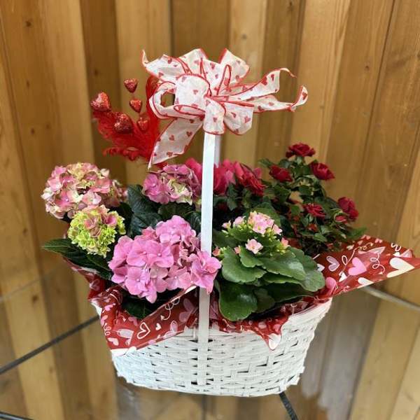 Basket of pink and red potted flowers with a heart ribbon bow