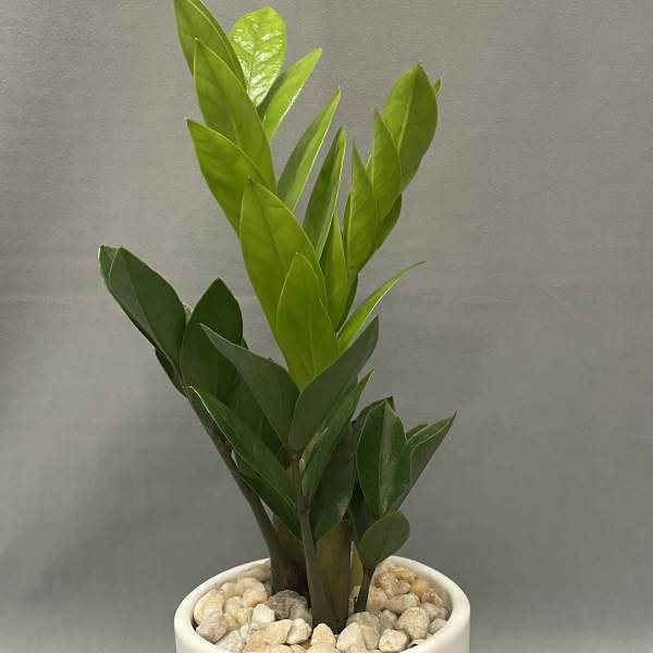 Small green houseplant in a white pot filled with pebbles