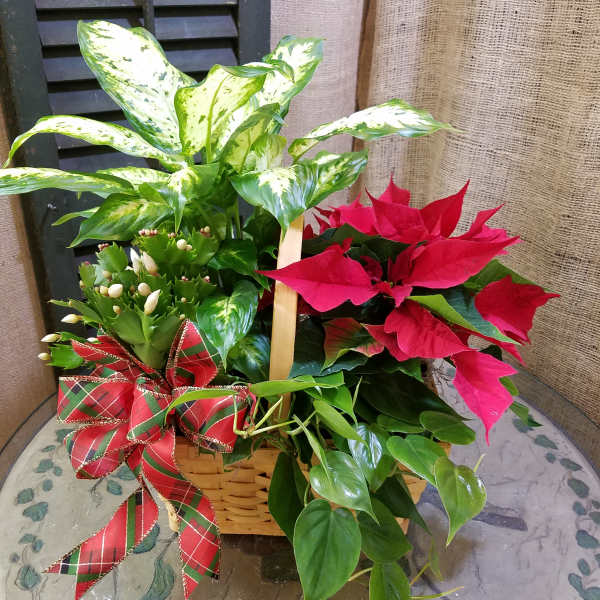 Basket of poinsettias and variegated houseplants with a plaid bow