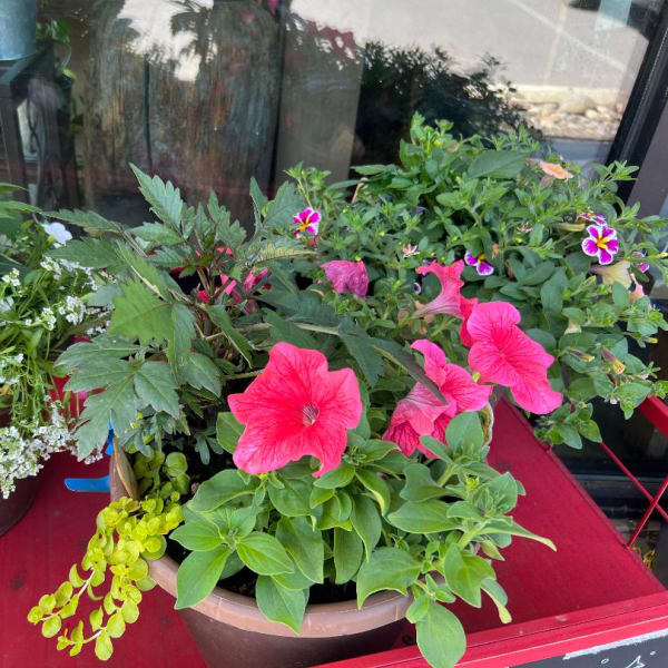 Three potted flowering plants with pink petunias and small white blossoms on a red table.