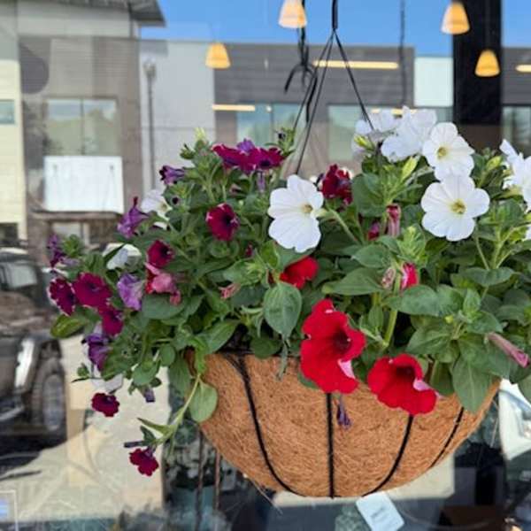HANGING MIXED ANNUAL BASKET