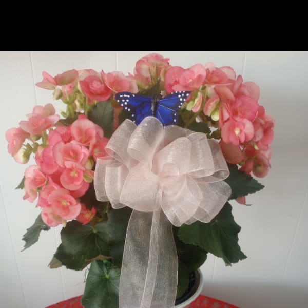 Peach Begonia