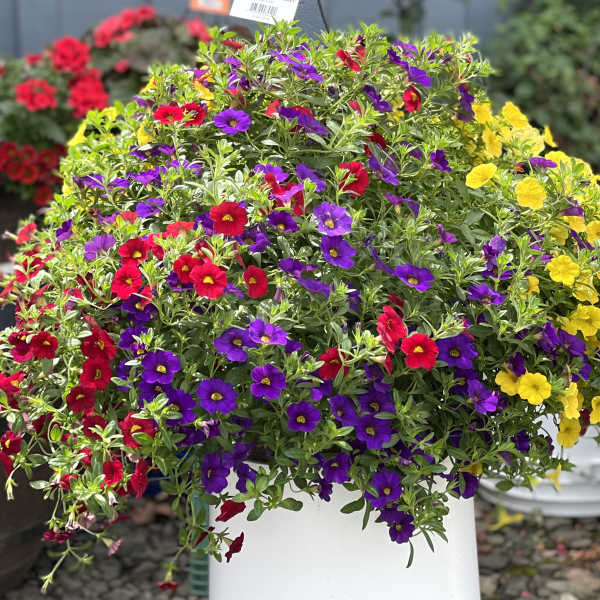 Mixed potted flowers in red, purple, and yellow spilling over a white container