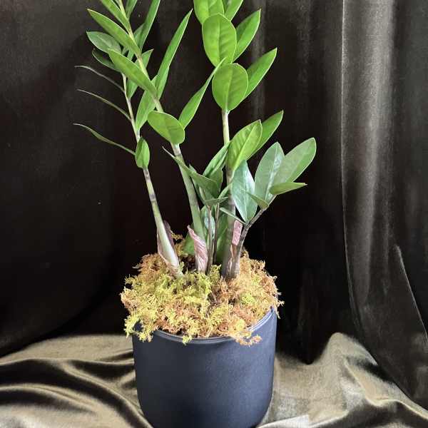 Zz Plant