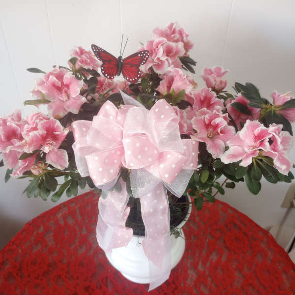Pink and White Azalea