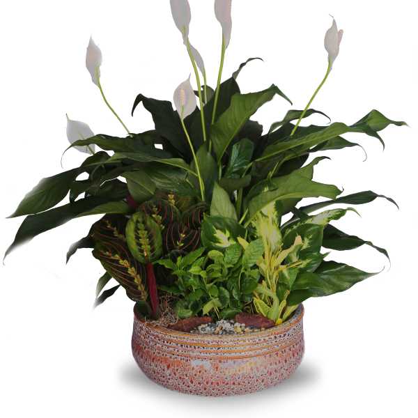 Mixed indoor foliage plants with white peace lily blooms in a low patterned ceramic bowl