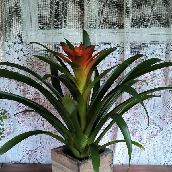 Potted bromeliad with a red-orange bloom in a square wooden planter