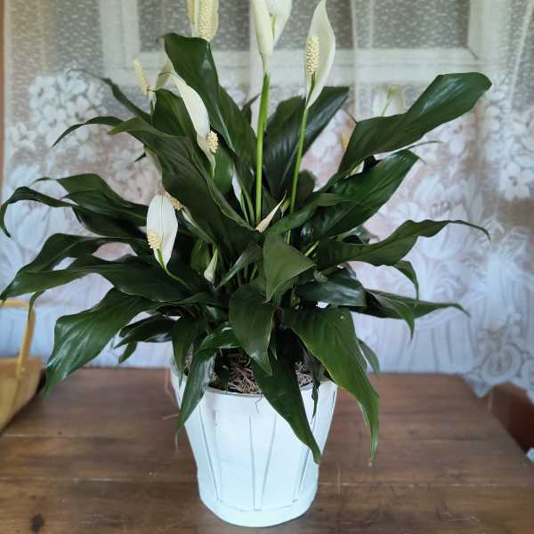 White peace lilies in a white pot with broad dark green leaves