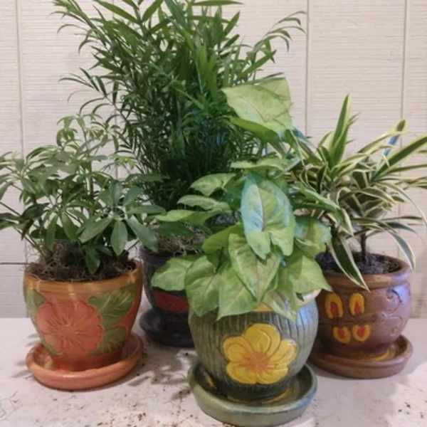 Four potted houseplants in painted ceramic pots on saucers