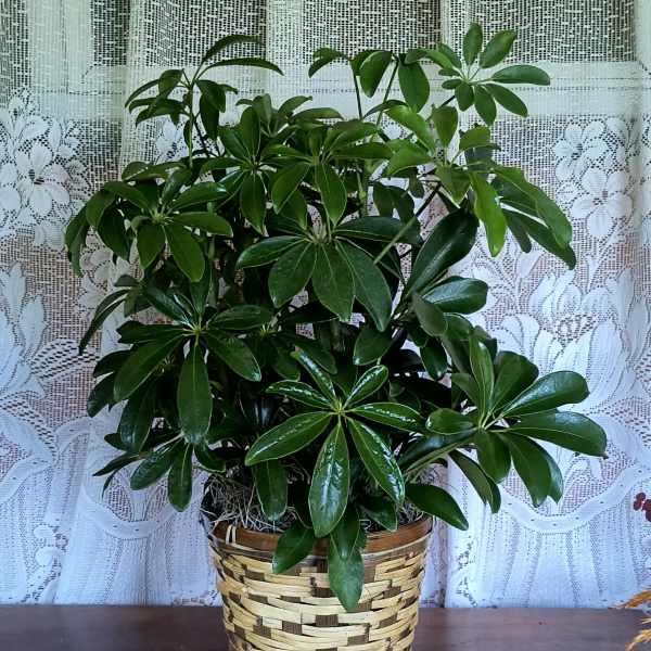 Potted green houseplant in a woven basket planter