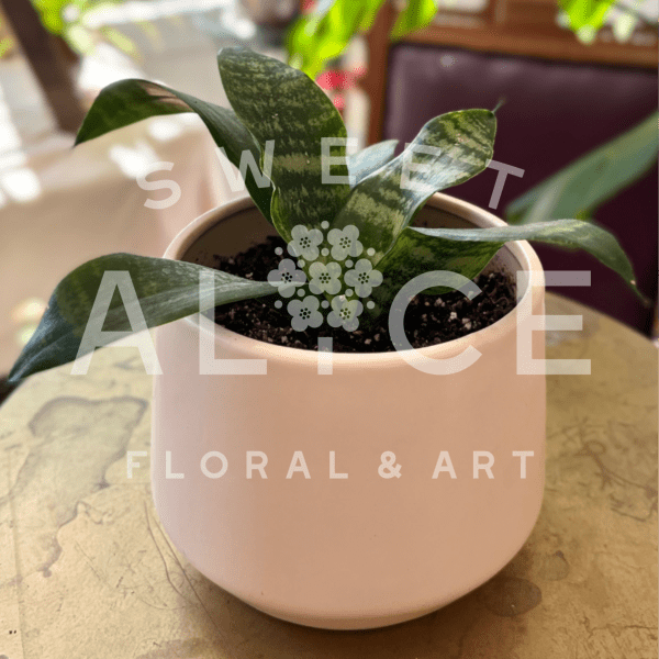 Potted Hahnii Snake Plant - Circular