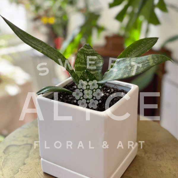 Small snake plant in a white square pot